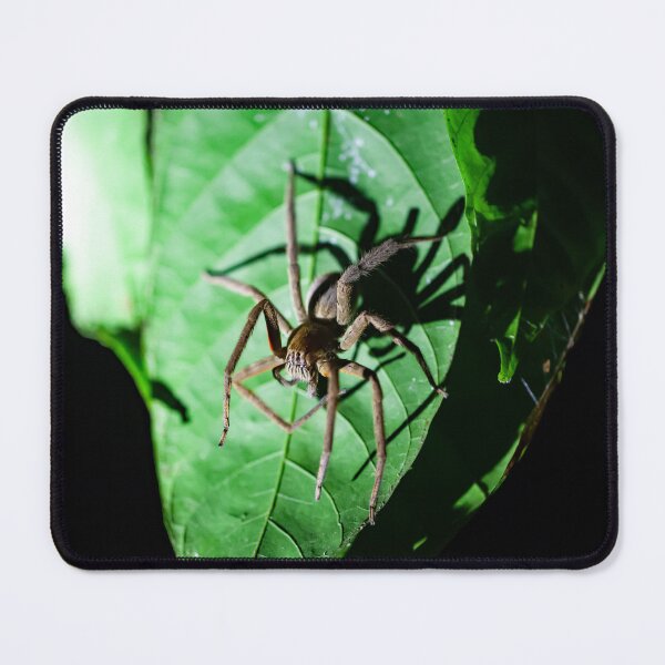Item preview, Red-legged Wandering Spider, Cupiennius coccineus designed and sold by Zosimus.