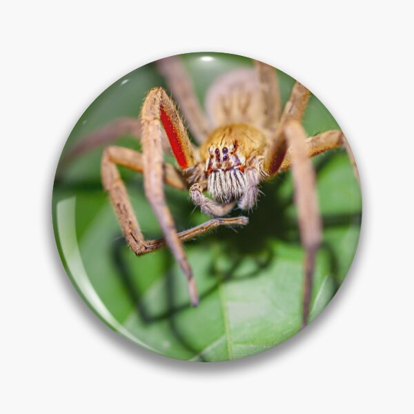 Item preview, Red-legged Wandering Spider, Cupiennius coccineus designed and sold by Zosimus.