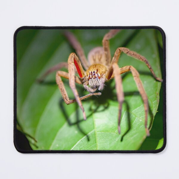 Item preview, Red-legged Wandering Spider, Cupiennius coccineus designed and sold by Zosimus.
