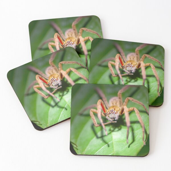 Item preview, Red-legged Wandering Spider, Cupiennius coccineus designed and sold by Zosimus.