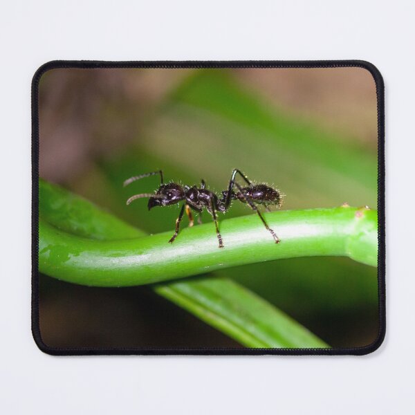 Item preview, Bullet Ant, Paraponera clavata designed and sold by Zosimus.
