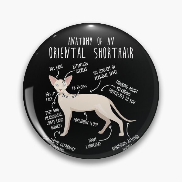 Item preview, Cream Oriental Shorthair Cat Anatomy designed and sold by Clara Hollins.