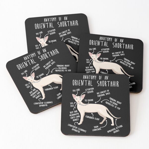 Item preview, Cream Oriental Shorthair Cat Anatomy designed and sold by Clara Hollins.