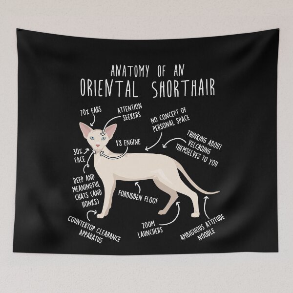 Item preview, Cream Oriental Shorthair Cat Anatomy designed and sold by Clara Hollins.