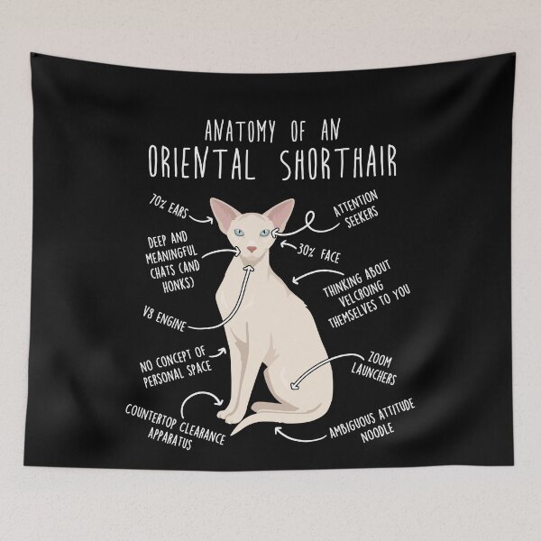 Item preview, Cream Oriental Shorthair Cat Anatomy designed and sold by Clara Hollins.