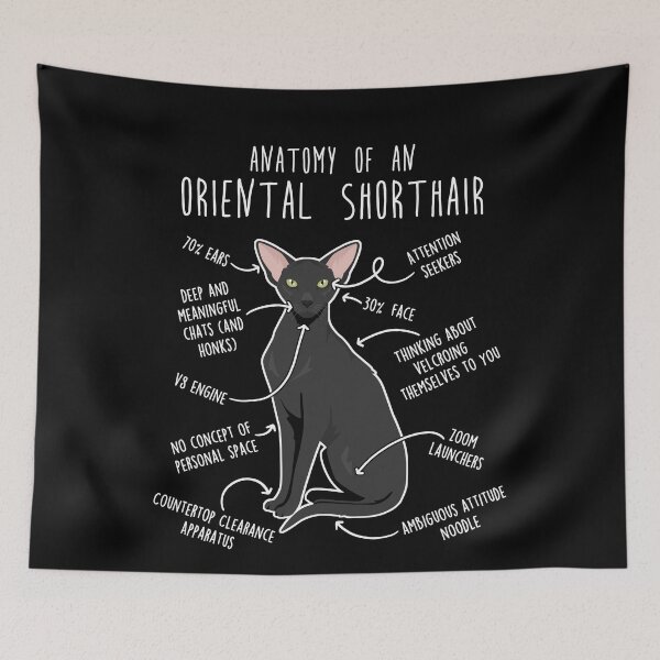 Item preview, Ebony Oriental Shorthair Cat Anatomy designed and sold by Clara Hollins.