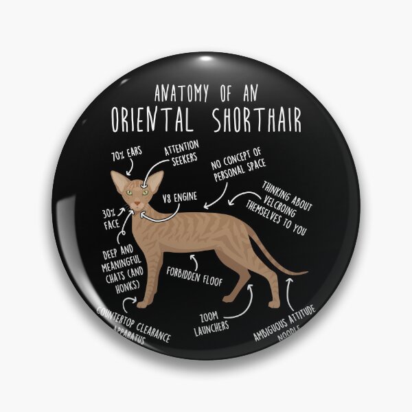 Item preview, Fawn Tabby Oriental Shorthair Cat Anatomy designed and sold by Clara Hollins.