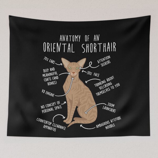 Item preview, Fawn Tabby Oriental Shorthair Cat Anatomy designed and sold by Clara Hollins.
