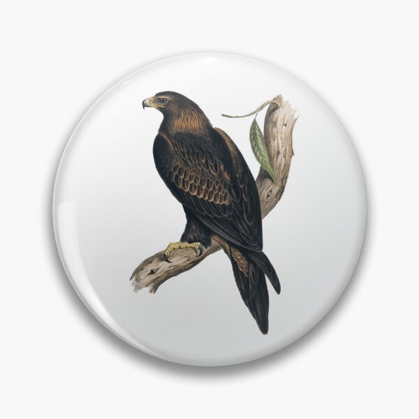Artikelvorschau, Keilschwanzadler – Historische Illustration – John Gould entworfen und verkauft von karwilberevivalcollection.