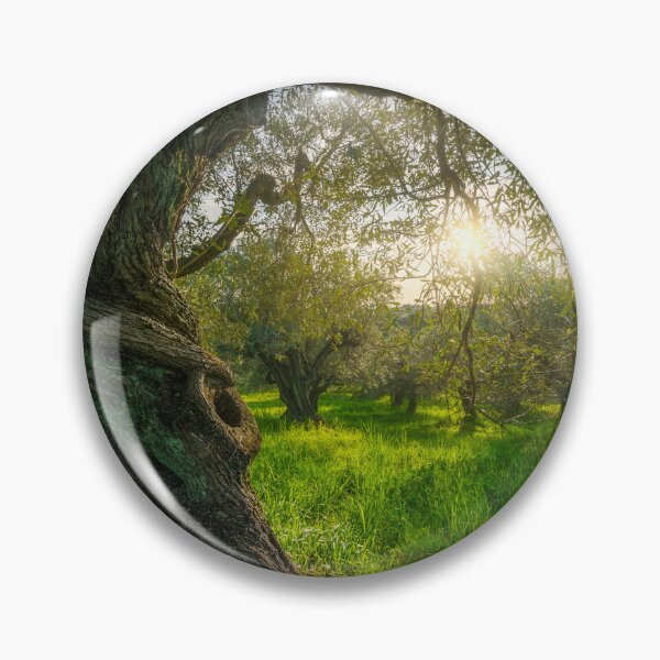 Item preview, Old tree in olive grove in Alta Maremma. Landscape in Tuscany, Italy designed and sold by Stefano Orazzini.