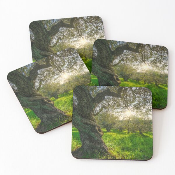 Item preview, Old tree in olive grove in Alta Maremma. Landscape in Tuscany, Italy designed and sold by Stefano Orazzini.
