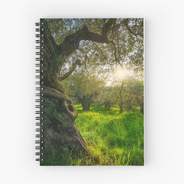 Item preview, Old tree in olive grove in Alta Maremma. Landscape in Tuscany, Italy designed and sold by Stefano Orazzini.