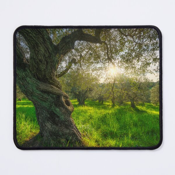 Item preview, Old tree in olive grove in Alta Maremma. Landscape in Tuscany, Italy designed and sold by Stefano Orazzini.