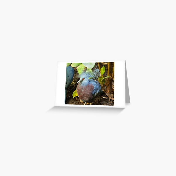 Victoria Crowned Pigeon. Greeting Card