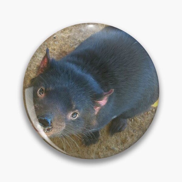 Item preview, Captive Tassie Devil designed and sold by trevorp.