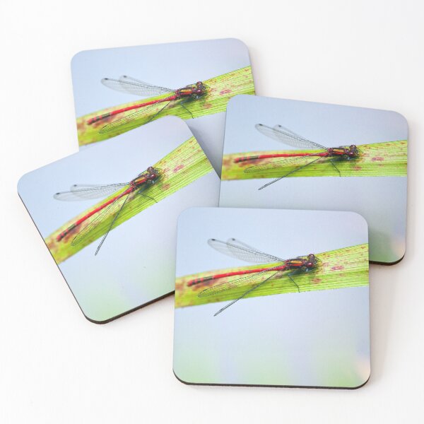 Item preview, Male Large red damselfly (Pyrrhosoma nymphula) designed and sold by Stephen Jarman.
