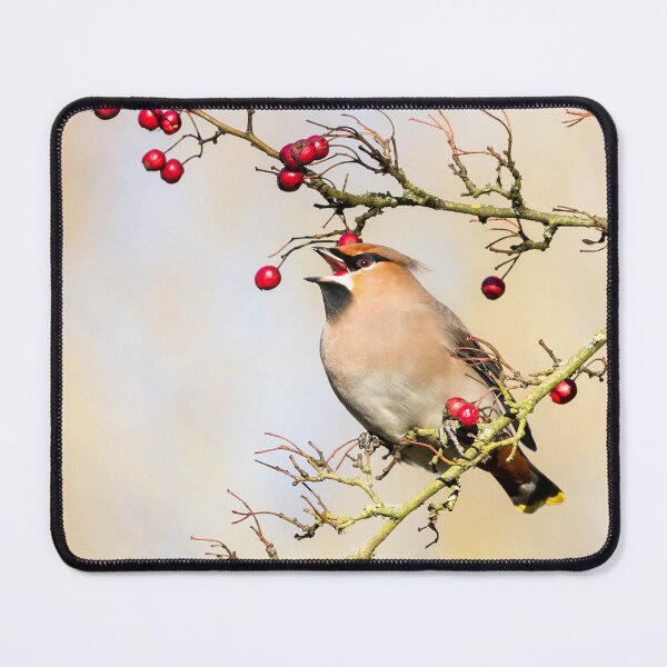 Item preview, Bohemian Waxwing and Hawthorn Berries II designed and sold by Jane Stanley Photography.