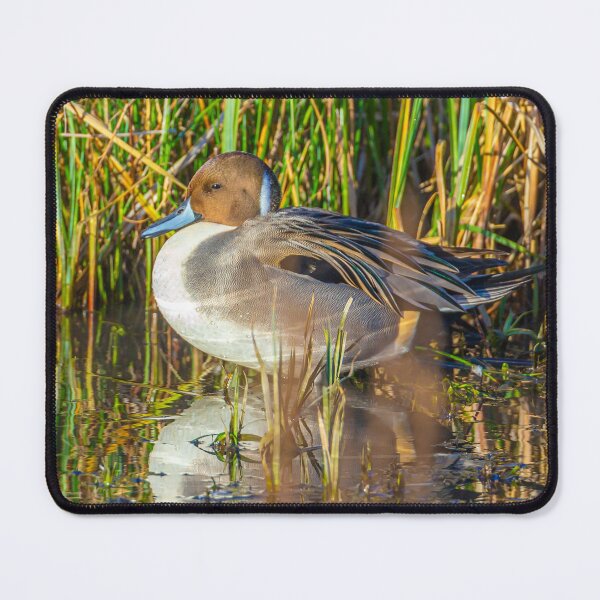 Item preview, Relaxing Pintail Duck and his reflections designed and sold by Dalyndigital Photography.