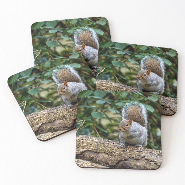 Item preview, Grey Squirrel in Roath Park Cardiff designed and sold by VnGphoto.