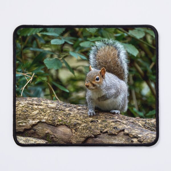 Item preview, Grey Squirrel in Roath Park Cardiff designed and sold by VnGphoto.