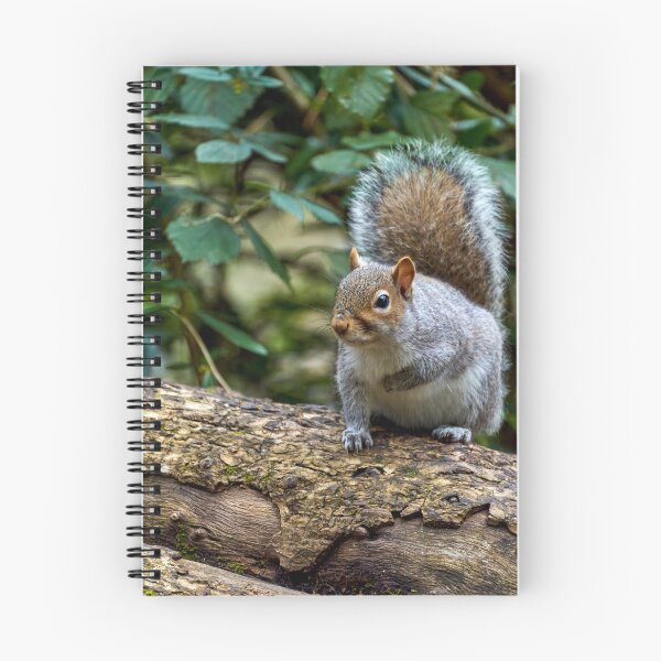 Item preview, Grey Squirrel in Roath Park Cardiff designed and sold by VnGphoto.