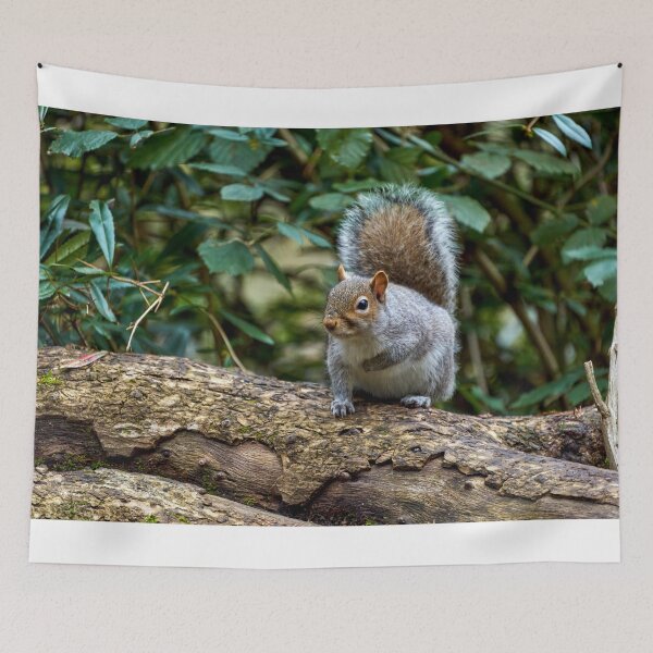Item preview, Grey Squirrel in Roath Park Cardiff designed and sold by VnGphoto.