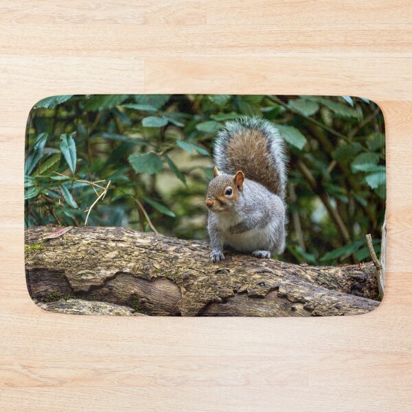 Item preview, Grey Squirrel in Roath Park Cardiff designed and sold by VnGphoto.