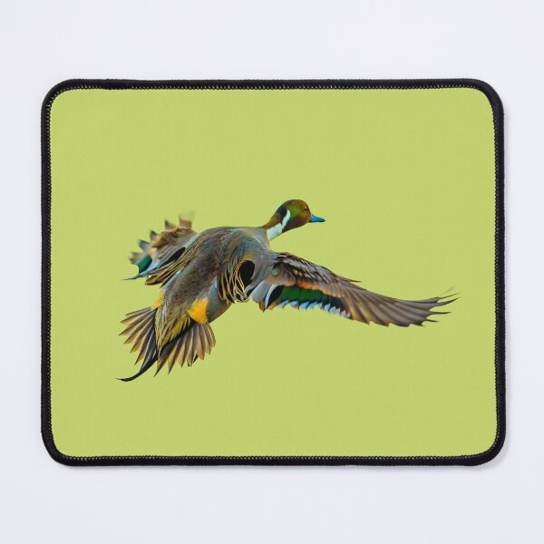Item preview,  Pintail drake in flight designed and sold by Dalyndigital Photography.