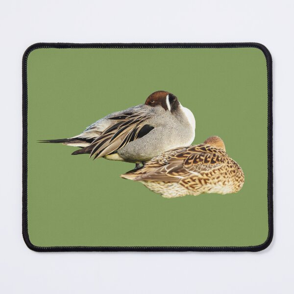 Item preview, Resting Pintail Pair  designed and sold by Dalyndigital Photography.