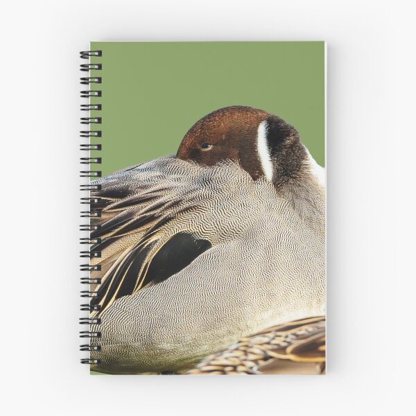 Item preview, Resting Pintail Pair  designed and sold by Dalyndigital Photography.