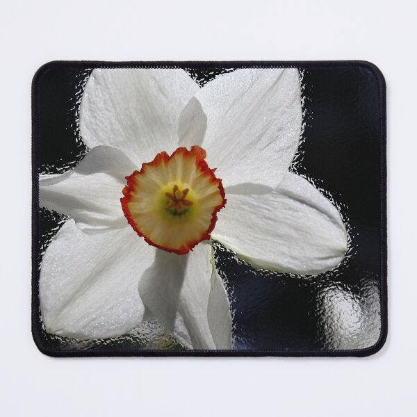 Item preview, White Daffodil designed and sold by BostonArcImage.