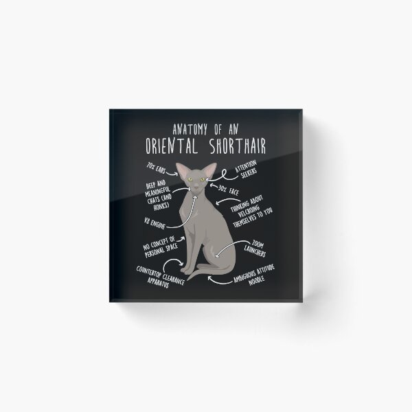 Item preview, Lavender Oriental Shorthair Cat Anatomy designed and sold by Clara Hollins.