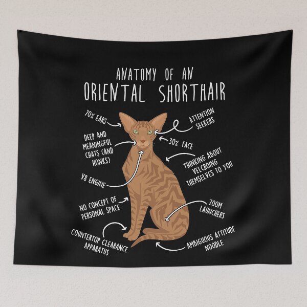 Item preview, Red Tabby Oriental Shorthair Cat Anatomy designed and sold by Clara Hollins.