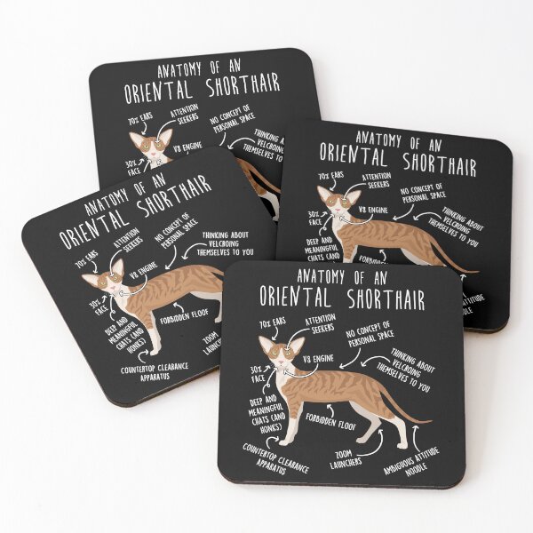 Item preview, Red Tabby Oriental Shorthair Cat Anatomy designed and sold by Clara Hollins.