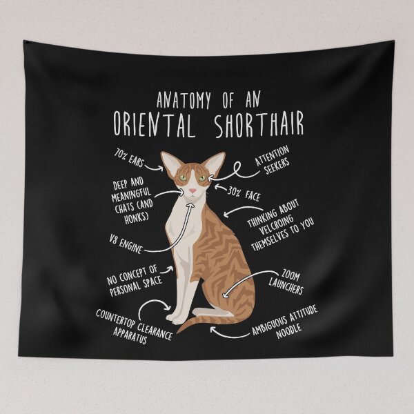 Item preview, Red Tabby Oriental Shorthair Cat Anatomy designed and sold by Clara Hollins.