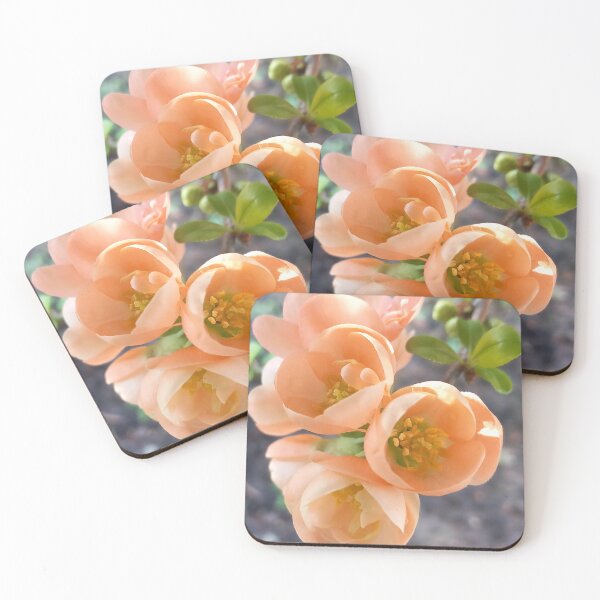 Item preview, 'Geisha Girl' Flowering Quince Shrub designed and sold by  Wild Aura.
