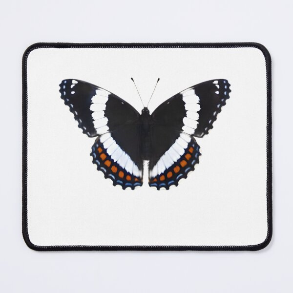 Item preview, White Admiral (Limenitis arthemis) designed and sold by HOMETOWN86.