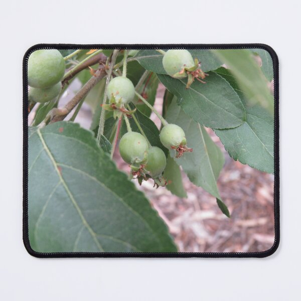 Item preview, Baby apples designed and sold by greentiger1.