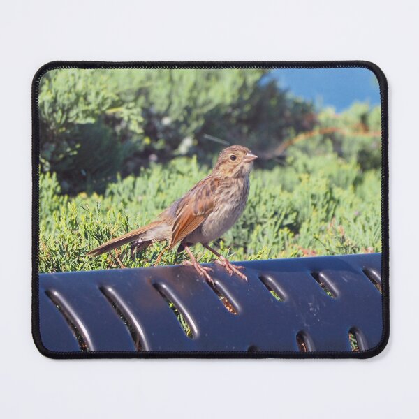 Item preview, A Sparrow Resting On a Park Bench designed and sold by BackyardBirder.