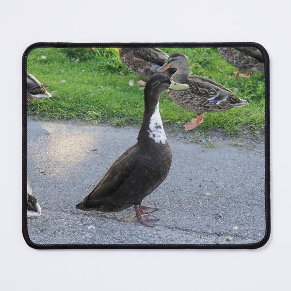 Item preview, A Brown Duck With a White Chest designed and sold by BackyardBirder.