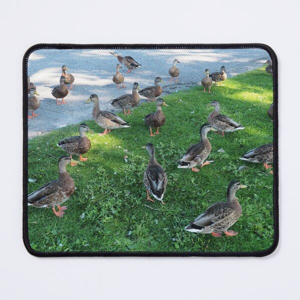 Item preview, Multiple Ducks at The Park designed and sold by BackyardBirder.