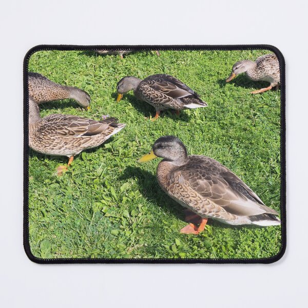 Item preview, Multiple Ducks In The Grass designed and sold by BackyardBirder.