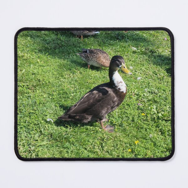 Item preview, A Black Colored Duck at The Park designed and sold by BackyardBirder.