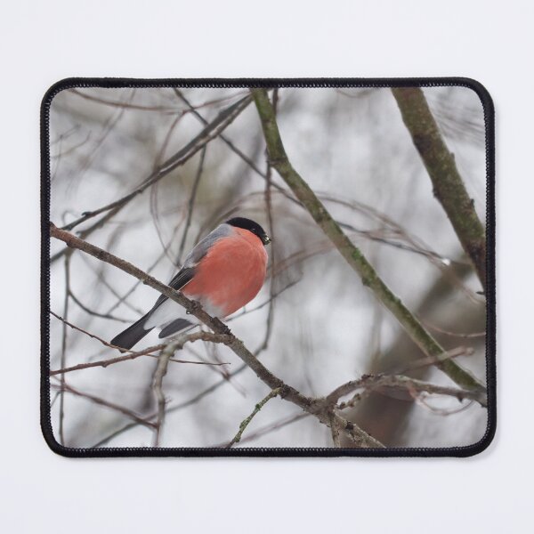Item preview, Gray day red bird. Eurasian bullfinch Winter 2026 designed and sold by Jouko Lehto Photography.