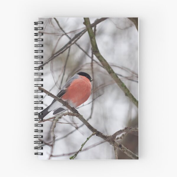 Item preview, Gray day red bird. Eurasian bullfinch Winter 2026 designed and sold by Jouko Lehto Photography.