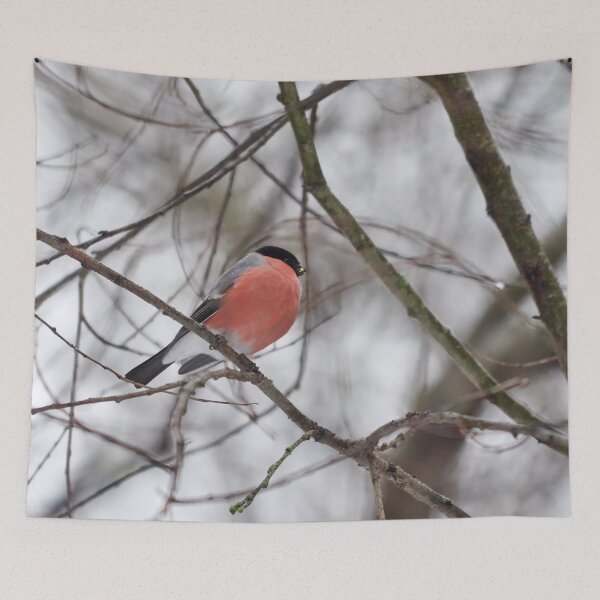 Item preview, Gray day red bird. Eurasian bullfinch Winter 2026 designed and sold by Jouko Lehto Photography.