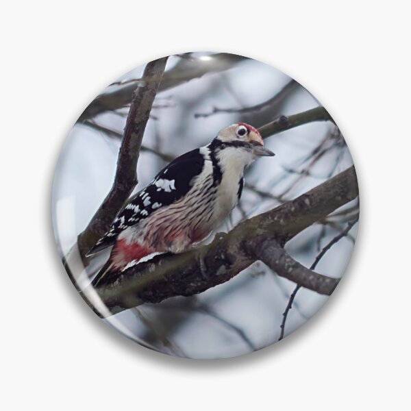 Item preview, The male. White-backed woodpecker Winter 2026 designed and sold by Jouko Lehto Photography.