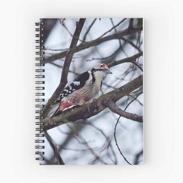 Item preview, The male. White-backed woodpecker Winter 2026 designed and sold by Jouko Lehto Photography.