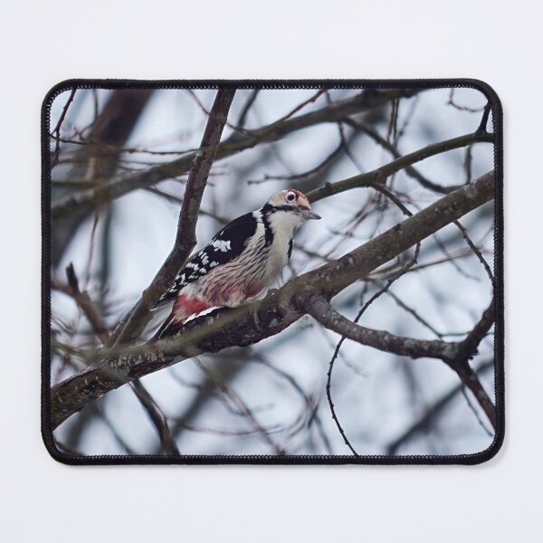 Item preview, The male. White-backed woodpecker Winter 2026 designed and sold by Jouko Lehto Photography.