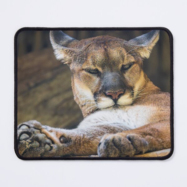 Item preview, Desert Monarch: The Resting Cougar designed and sold by TheHikersEye.